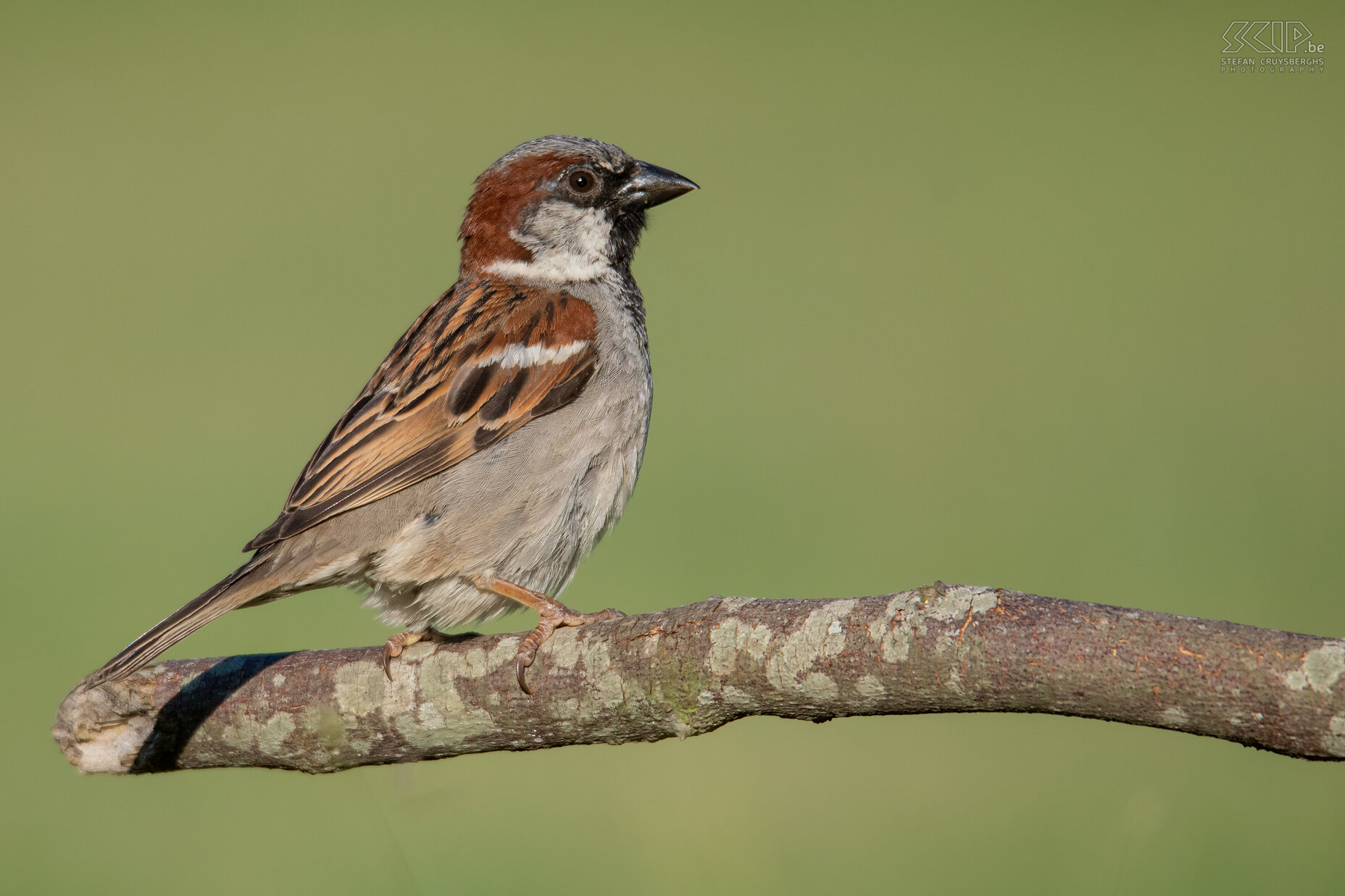 Tuinvogels - Huismus Huismus (m) / Passer domesticus Stefan Cruysberghs